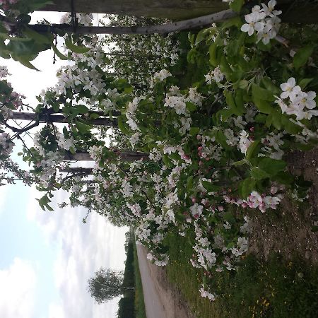 B&B Aan De Limes In Maurik Exteriör bild